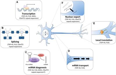 RNA Dysregulation in Amyotrophic Lateral Sclerosis